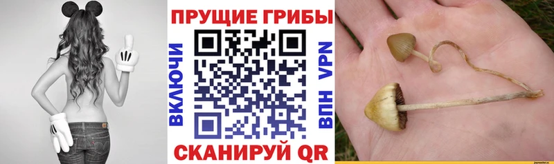 Псилоцибиновые грибы MAGIC MUSHROOMS  Каменск-Шахтинский 